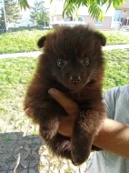Německý špic/pomerian
