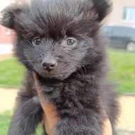 Německý špic/pomerian