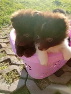 Německý špic/pomerian