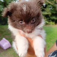 Německý špic/pomerian