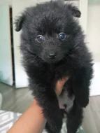 Německý špic/pomerian