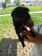 Německý špic/pomerian