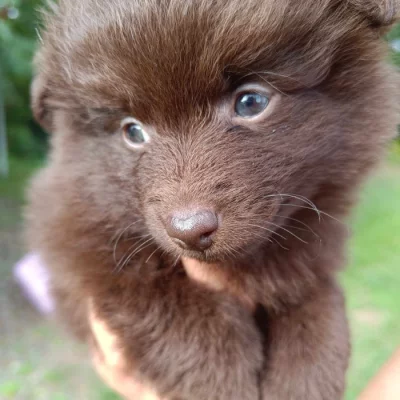 Německý špic/pomerian
