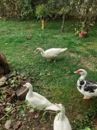 Kachny pižmové
