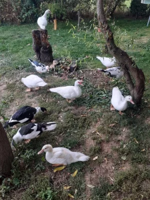 Kachny pižmové