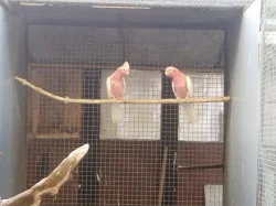 Kakadu růžový lutino, Amazoňan běločelý, Alexandr malý, Kakariki lutino