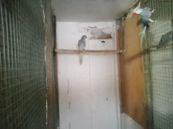 Kakadu růžový lutino, Amazoňan běločelý, Alexandr malý, Kakariki lutino