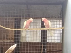 Kakadu růžový lutino, Amazoňan běločelý, Alexandr malý, Kakariki lutino