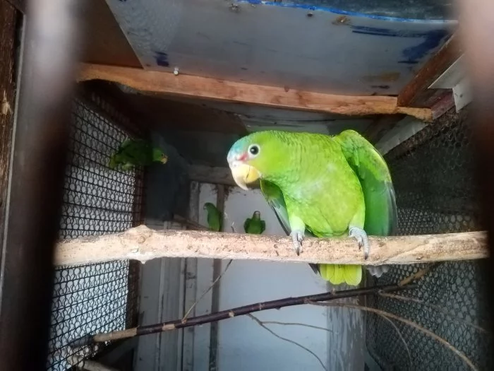 Kakadu růžový lutino, Amazoňan běločelý, Alexandr malý, Kakariki lutino