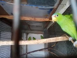 Kakadu růžový lutino, Amazoňan běločelý, Alexandr malý, Kakariki lutino