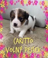 Jack Russell Terier s PP