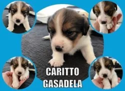 Jack Russell Terier s PP