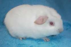 Crested morčátka
