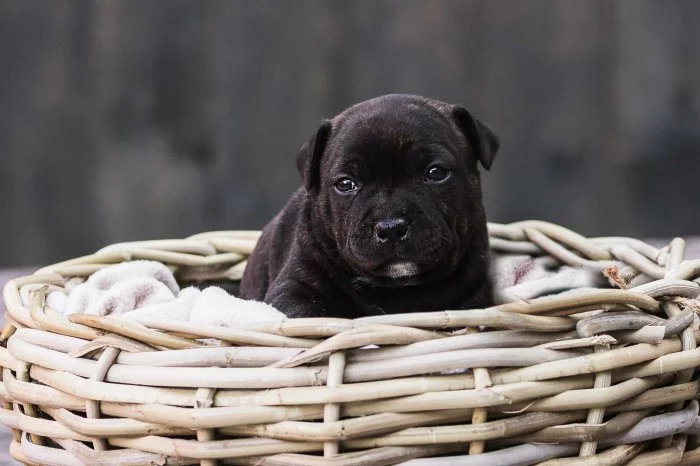 Stafordšírský bulteriér s PP