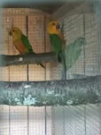 Zdravím prodám letošní Aratingy jendaj