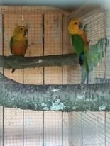 Zdravím prodám letošní Aratingy jendaj