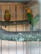 Zdravím prodám letošní Aratingy jendaj