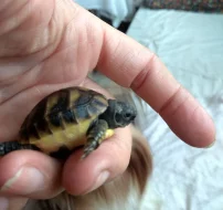 suchozemské želvy TESTUDO HERMANNI BOETTGERI