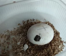 suchozemské želvy TESTUDO HERMANNI BOETTGERI