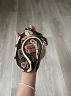 4 letá krajta královská (s vybaveným teráriem)