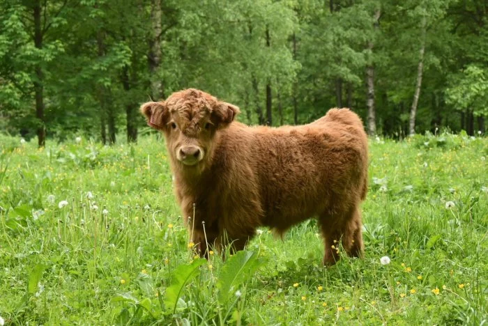 Prodáme loňského býčka a jalovičku Highland skotský náhorní skot z kontrolovaného BIO chovu,