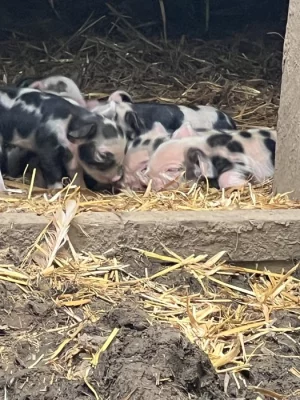 Kune kune na zamluvení