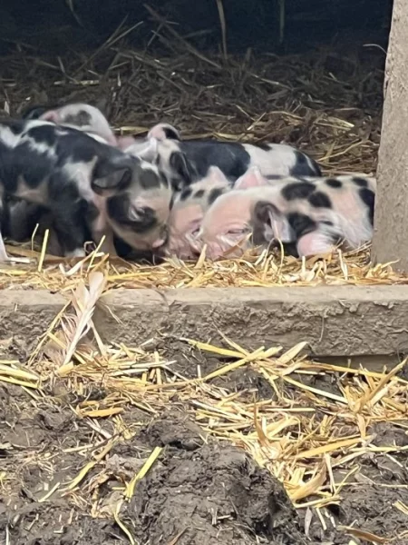 Kune kune na zamluvení