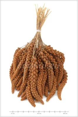 Senegalské proso