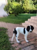Landseer štěňata prodám