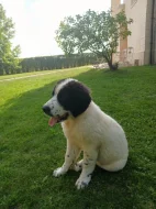 Landseer štěňata prodám