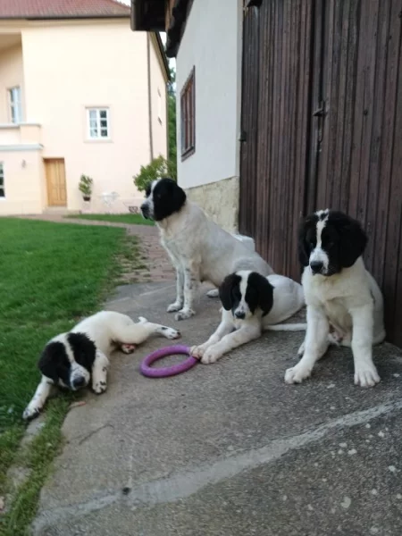Landseer štěňata prodám
