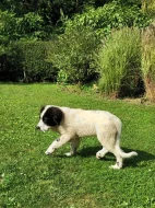 Landseer štěňata prodám