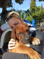 Tosa inu štěňata přijímáme rezervace