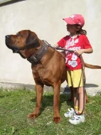 Tosa inu štěňata přijímáme rezervace