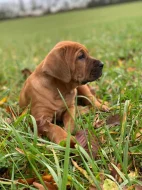 Tosa inu štěňata přijímáme rezervace