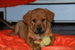 Tosa inu štěňata přijímáme rezervace