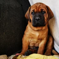 Tosa inu štěňata přijímáme rezervace