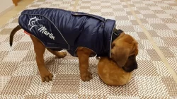 Tosa inu štěňata přijímáme rezervace