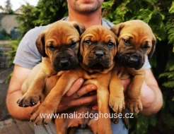 Tosa inu štěňata přijímáme rezervace