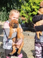 Tosa inu štěňata přijímáme rezervace