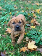 Tosa inu štěňata přijímáme rezervace