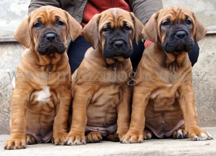 Tosa inu štěňata přijímáme rezervace