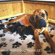 Tosa inu štěňata přijímáme rezervace