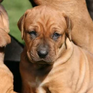 Tosa inu štěňata přijímáme rezervace