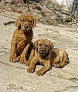Tosa inu štěňata přijímáme rezervace