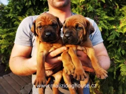 Tosa inu štěňata přijímáme rezervace