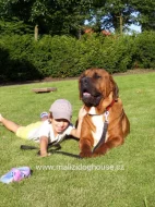 Tosa inu štěňata přijímáme rezervace