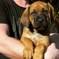 Tosa inu štěňata přijímáme rezervace