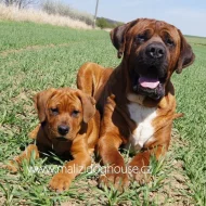 Tosa inu štěňata přijímáme rezervace
