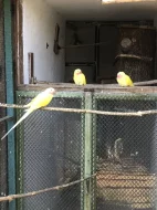 Papoušek alexandřin lutino